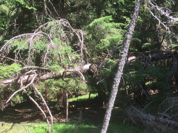 Urwald am Rosenbühel