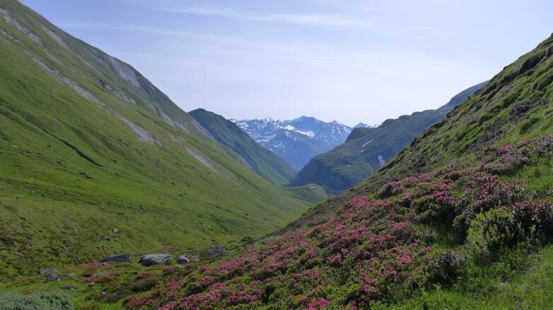 Almrosen im leitertal