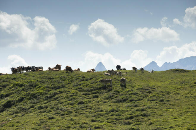 Kühe bei Verbella Alpe (c) Lucas Tiefenthaler / Vorarlberg Tourismus