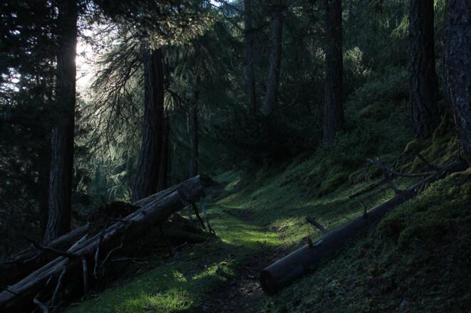 Zustieg im Waldbereich