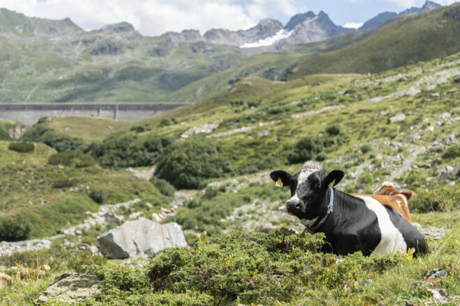 Kuh - Staumauer des Silvretta Stausees im Hintergrund (c) Martin Vogel / Vorarlberg Tourismus