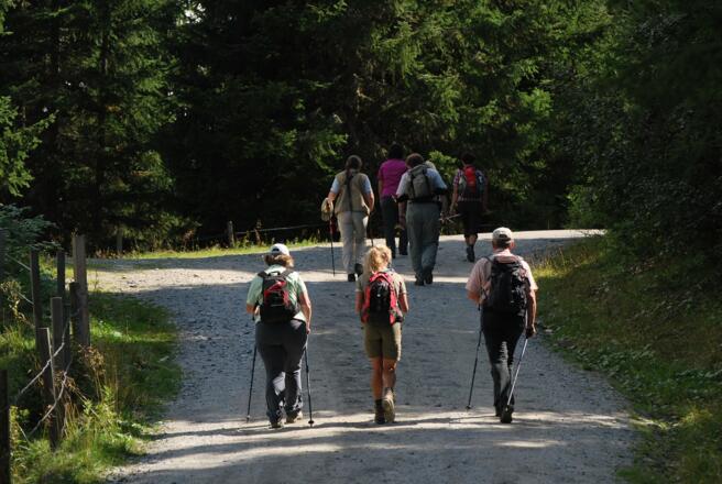 Forststraße zurück zum Parkplatz