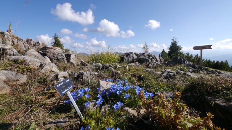 Im Alpenblumengarten
