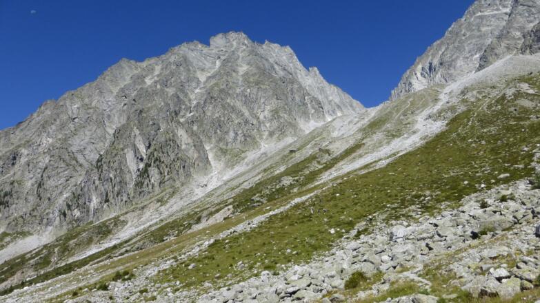 Der Wildgall präsentiert sich im Westen