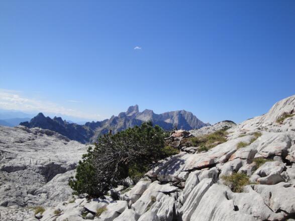 Ab und zu Latschen am Weg