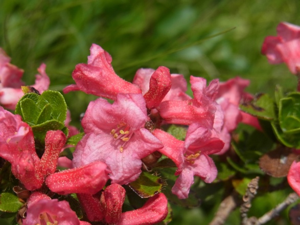 Alpenrosenblüte