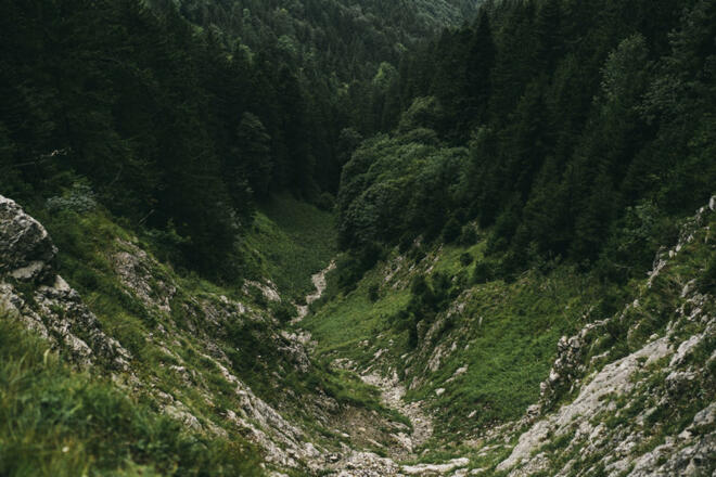 Weg Richtung Gurtis  (c) Dominic Berchtold / Vorarlberg Tourismus