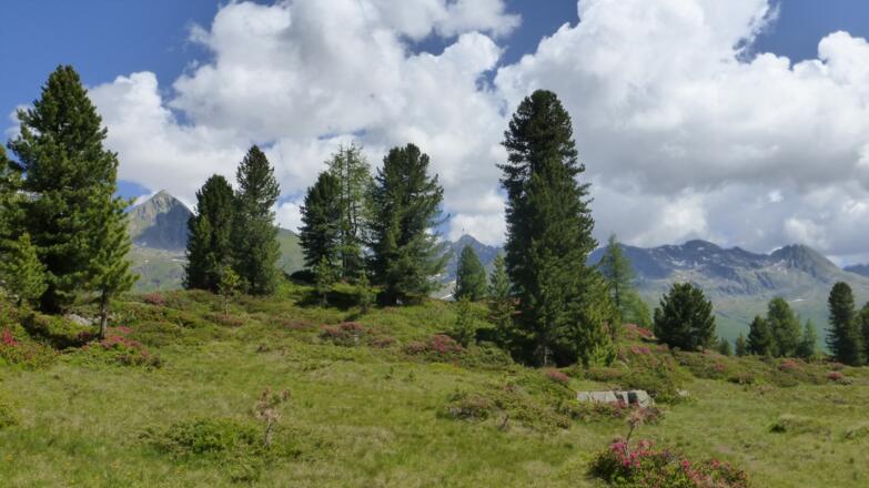 Am Erlasboden zur Zeit der Almrosenblüte