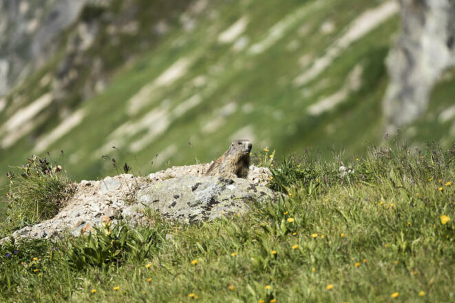 Murmeltier (c) Lucas Tiefenthaler / Vorarlberg Tourismus