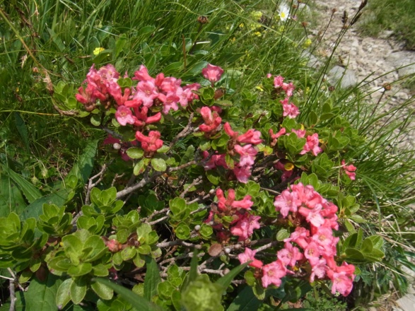 Alpenrosenblüte