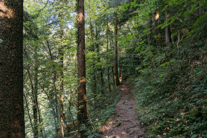 Abstieg von Bildstein Richtung Kennelbach  (c) packyourthingsandtravel / Vorarlberg Tourismus