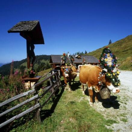 Almabtrieb von der Maurachalm