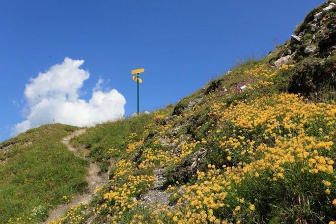 Alpen-Wundklee