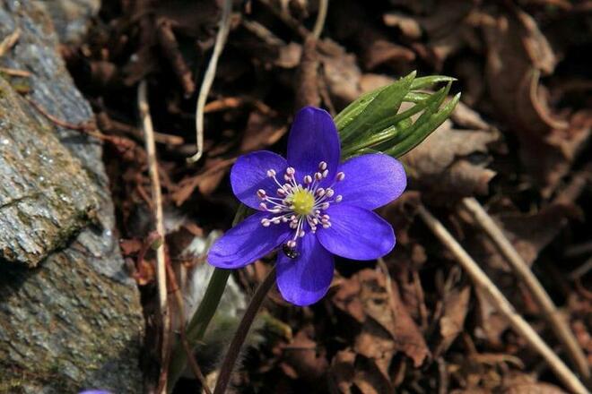 Leberblümchen entlang des Weges
