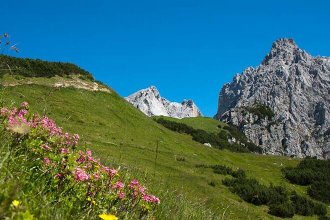 Im Abstieg Richtung Sulzenalm wachsen viele Alpenrosen