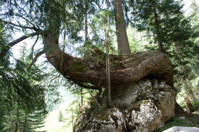 Entlang des Rundwegs um den Almsee stehen mächtige Fichten