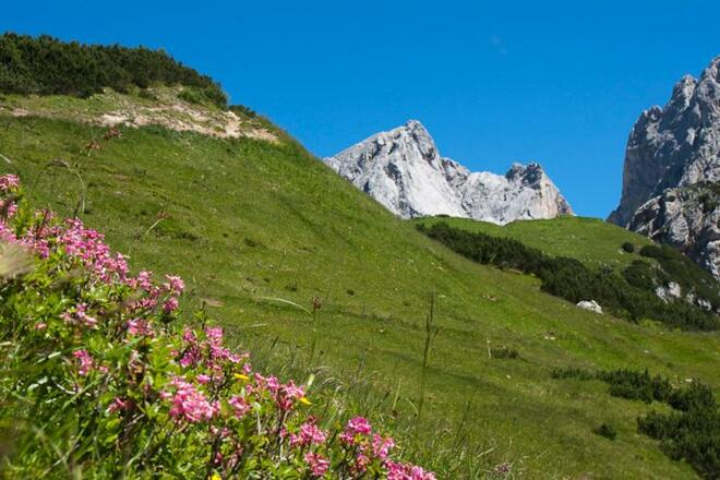 Alpenrose am Sulzenhals