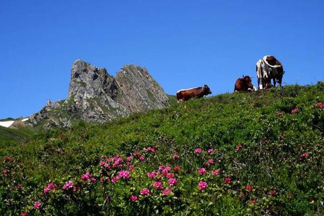 Almrosen unterm Schuhflicker