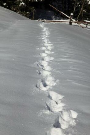 Spuren im Schnee