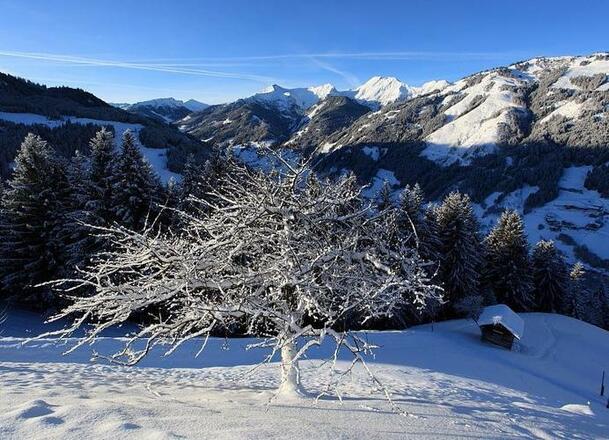 Winter-Baum