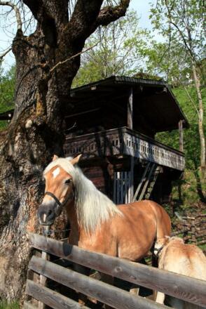 Haflinger bei der Mühle