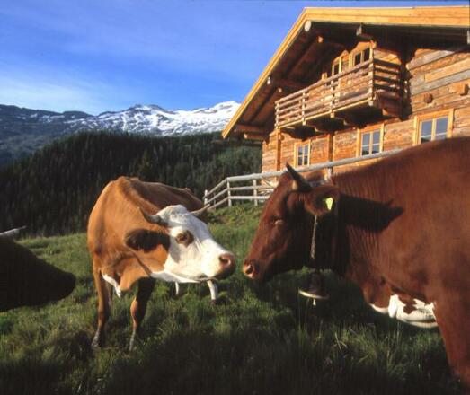 Kühe vor der Modereggalm