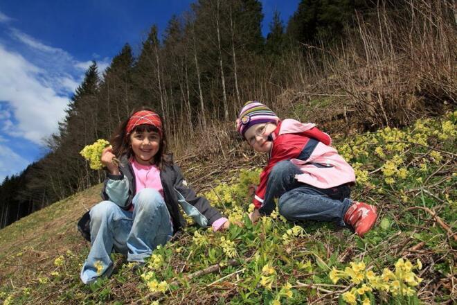 Schlüsselblumen entlang des Weges