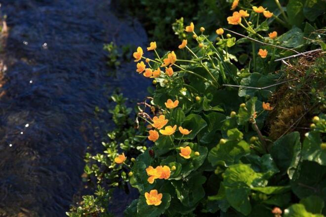 Sumpfdotterblumen entlang der Ache