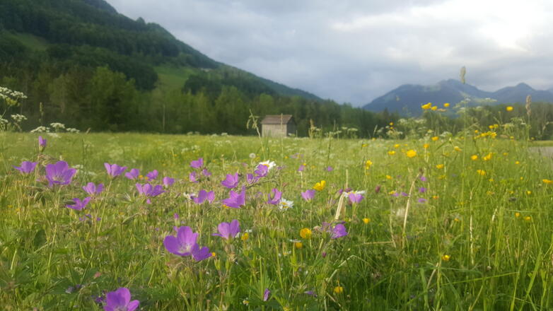 Blumenpracht in Mellau