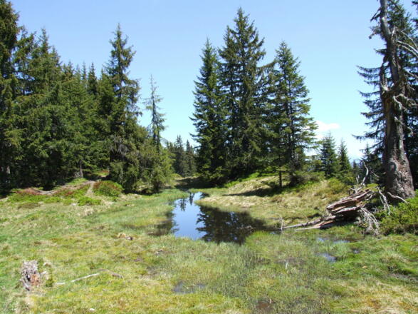 Moorsee am Rosskopf Wildschönau