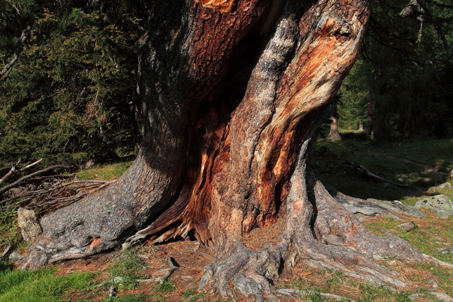 Urige Zirbe im Filzmoosalmgebiet
