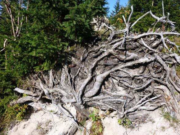 &quot;Wegbegleiter&quot; zum Schönkahler