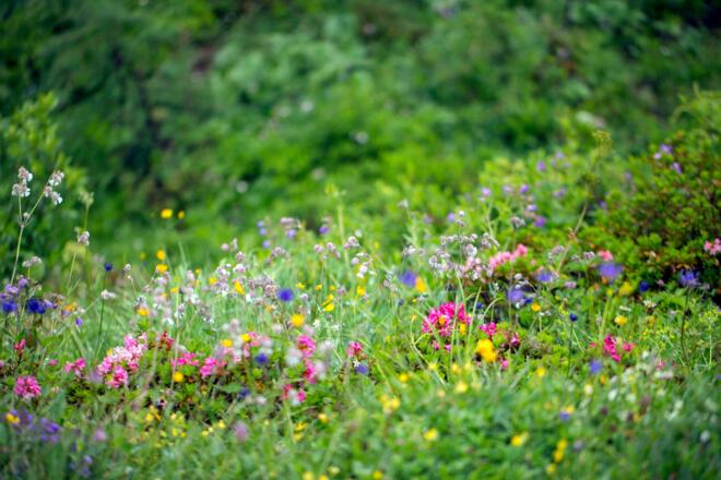 Blumenwiese