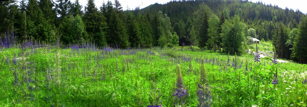 Blumenmeer an der Erlhofplatte
