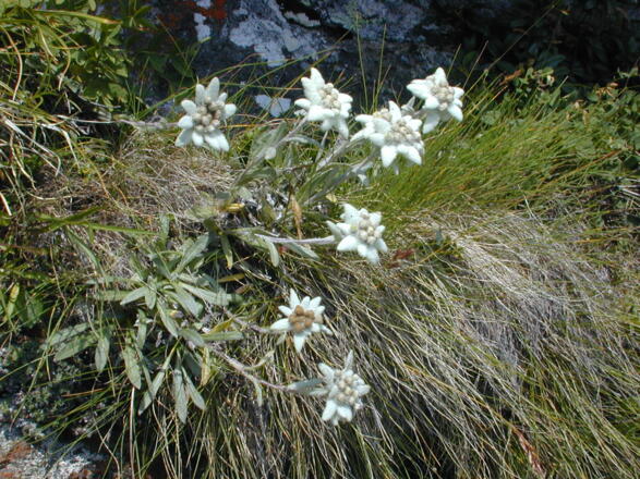 Edelweiss entlang des Steiges