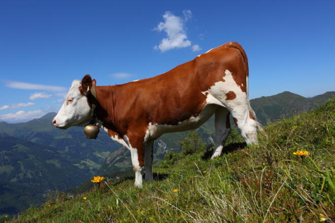 Kuh, was sagen Sie dazu?