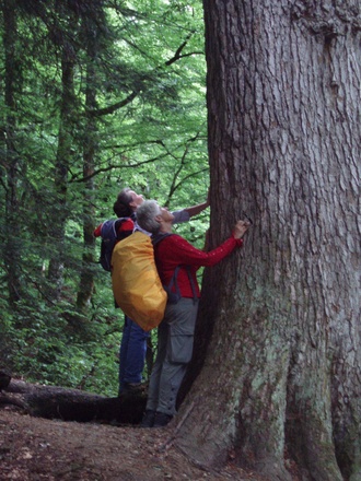 Lammertaler Urwald