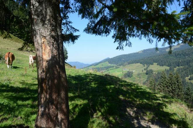 Blick aufs Wandergebiet Spielbergalmen