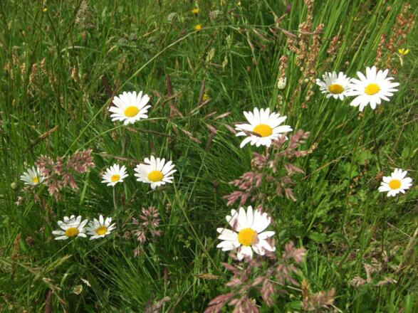 Blumen am Taxhof