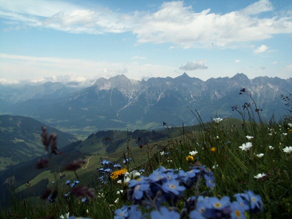 Blick Steinernes Meer mit Blumen