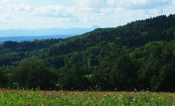 Blumenwiese mit Traunstein im Hintergrund