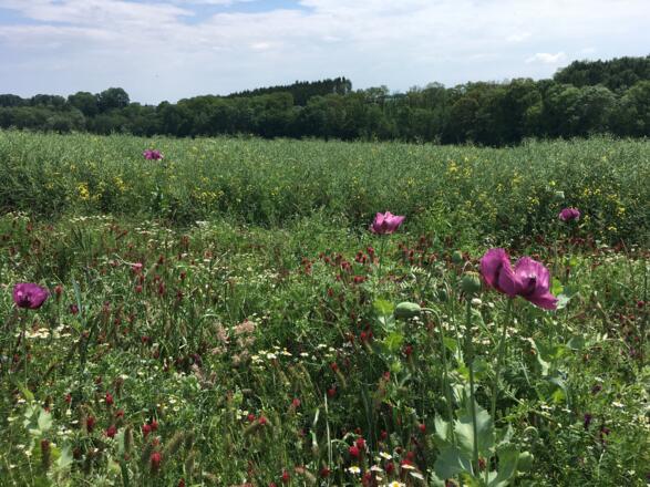 Rapsfeld mit Mohnblumen