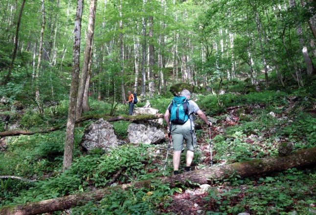 Am Jagdsteig rechts der Forststraße um 650m