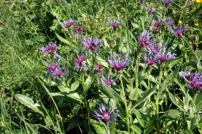 Berg-Flockenblumen am Grat