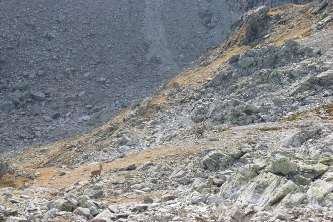 Steinböcke am Gafierjöchle (2.415 m)