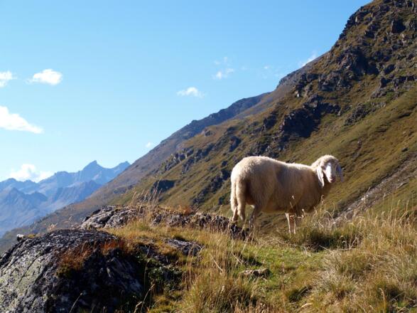 Schaf beim Abstieg