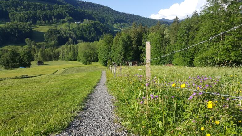 Weg hinunter ins Vorsäß Enge
