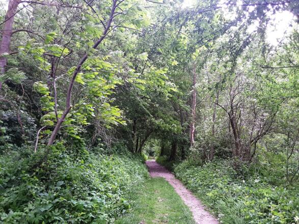 Schöner Weg bei der Donau