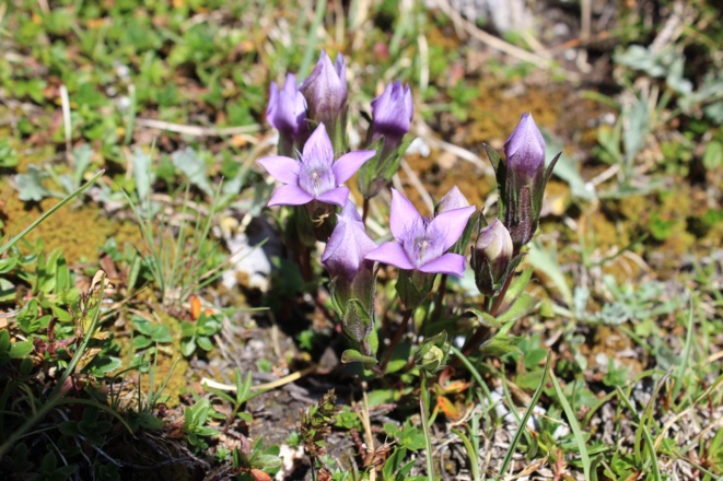 Blumen am Wegesrand