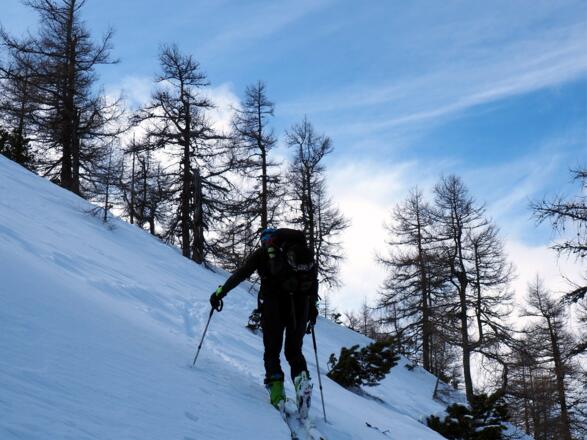 Im lichten Lärchenwald um 1700m